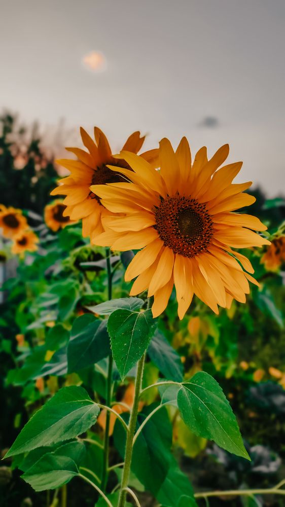 Photograph by Глушакова Татьяна Николаевна