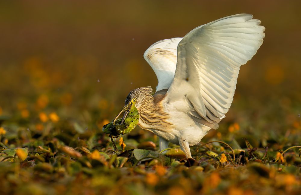 Photograph by Tímea Ambrus