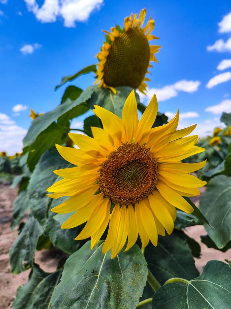 Photograph by Ирина Шибитова