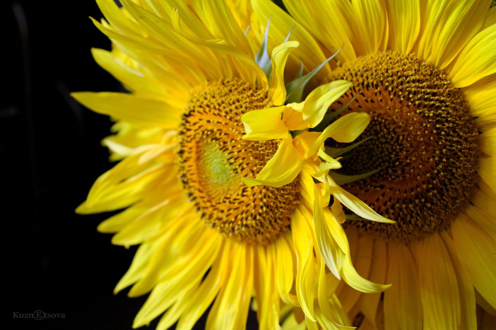 Photograph by Екатерина Кузнецова