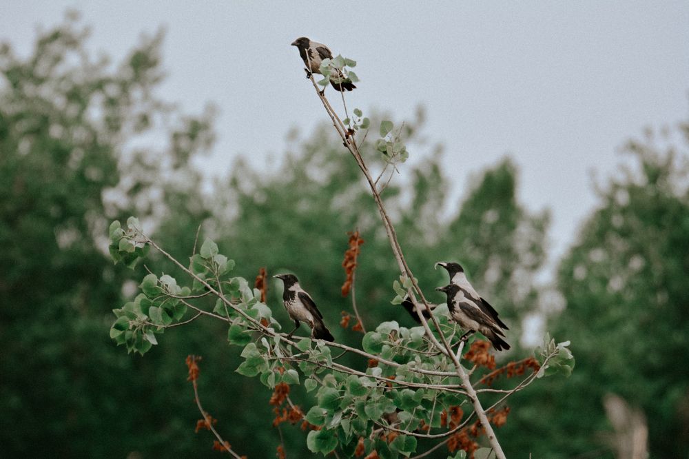 Фотография автора farshad shahani