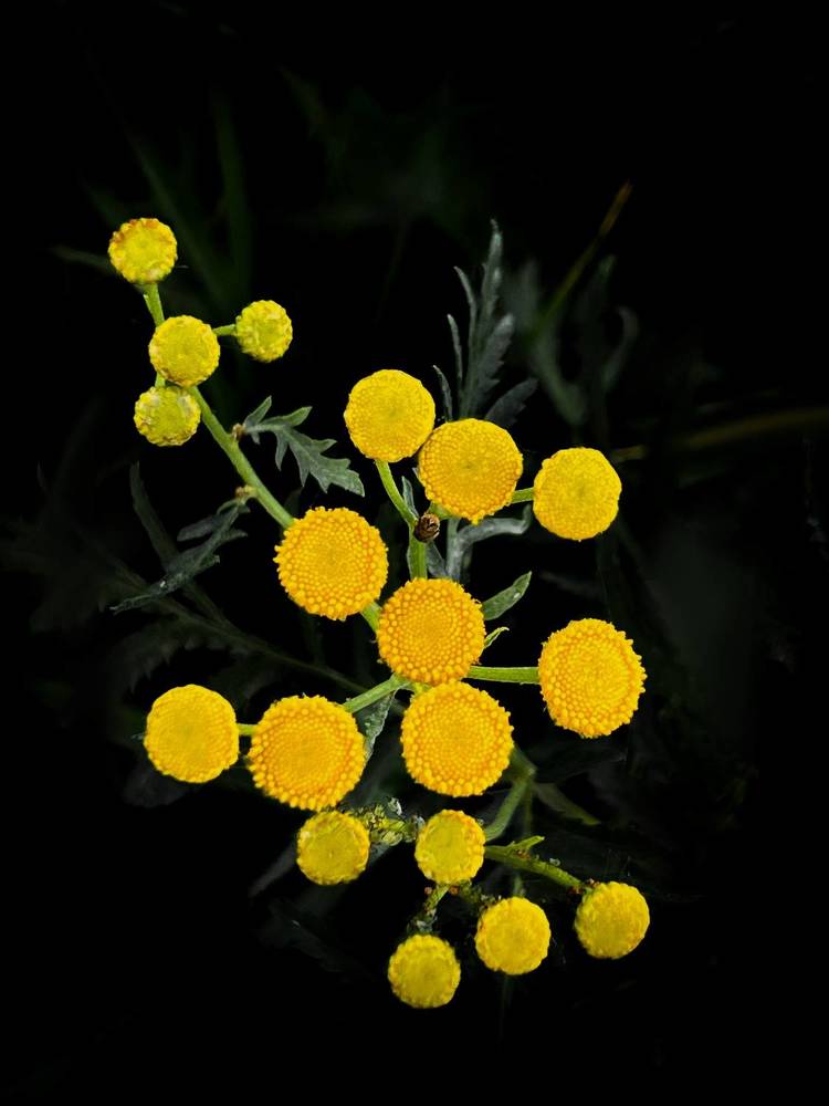 Photograph by T.Ю. Гринько