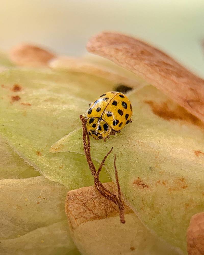 Photograph by T.Ю. Гринько