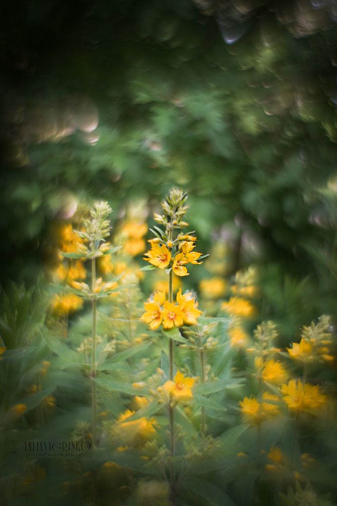 Photograph by T.Ю. Гринько