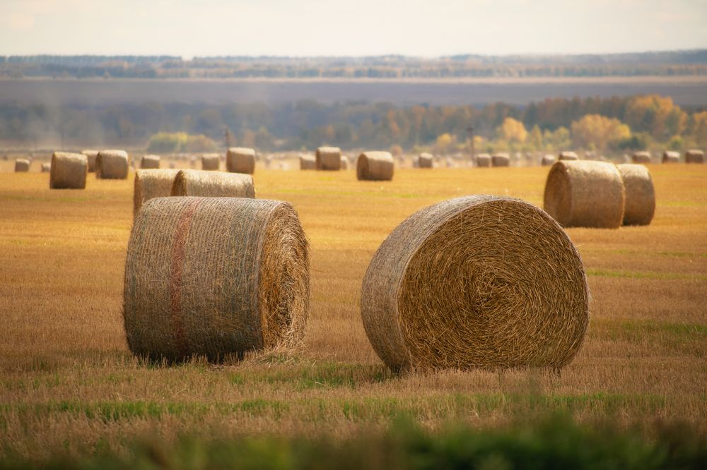 Россия, Алтайский край