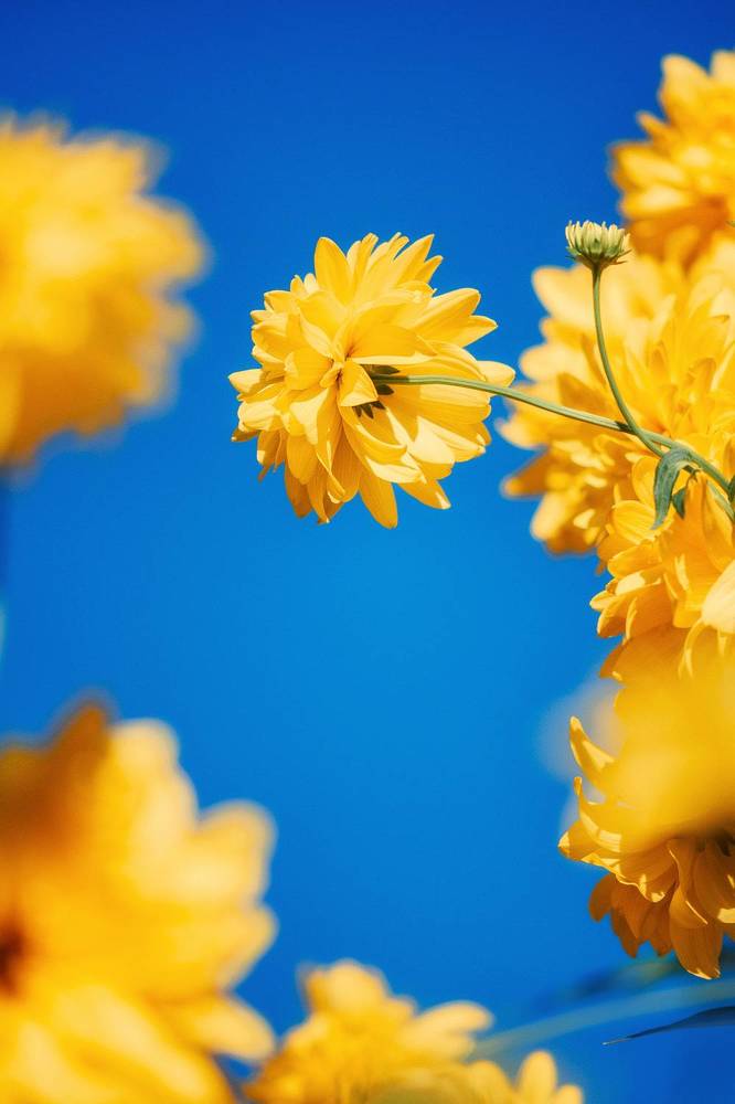 Фотография автора Ольга Анисимова