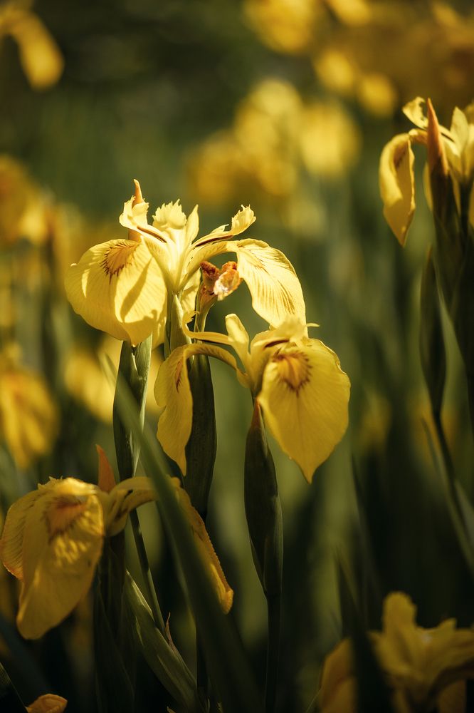 Фотография автора Ольга Анисимова