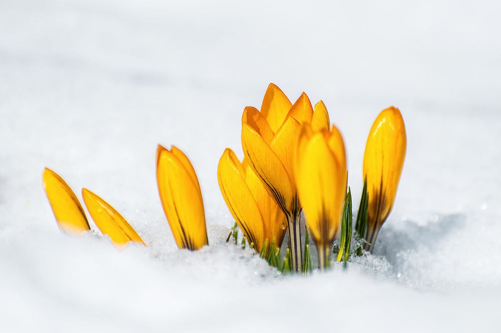 Фотография автора Ольга Анисимова