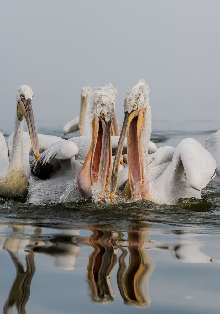 Фотография автора Katrina Koleva