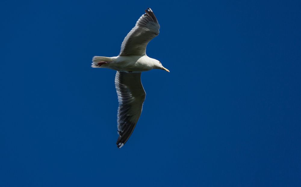 Photograph by Антонов Александр