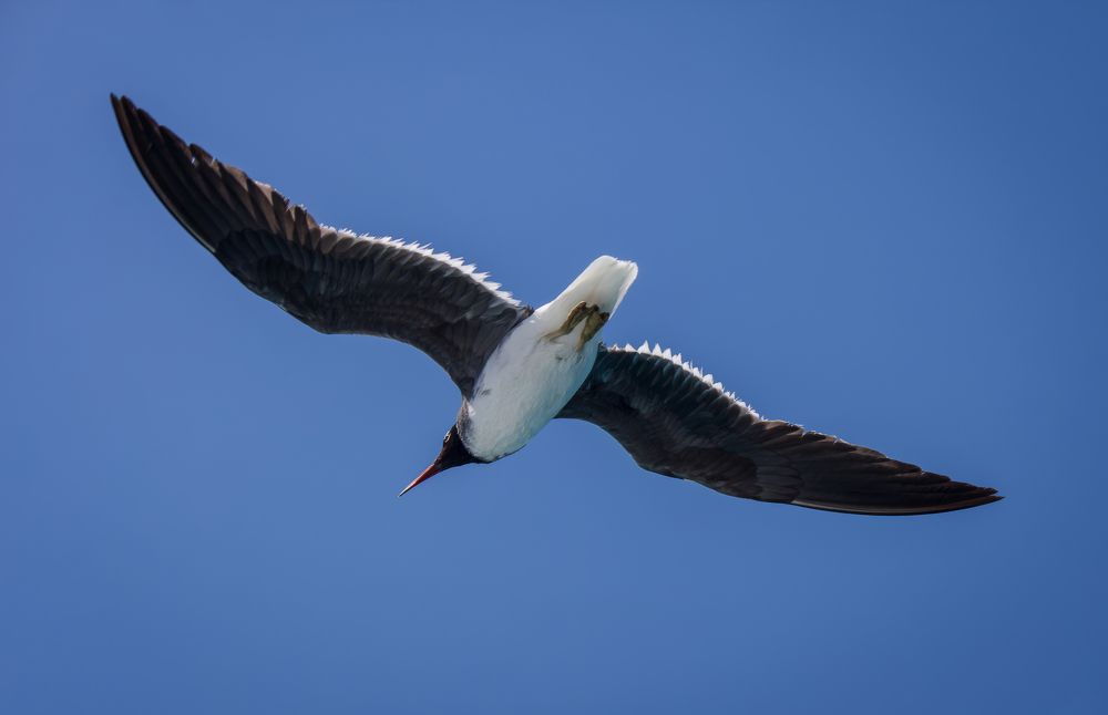 Photograph by Антонов Александр