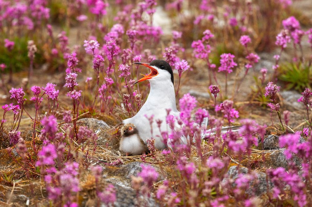 Photograph by Щипкова Елена