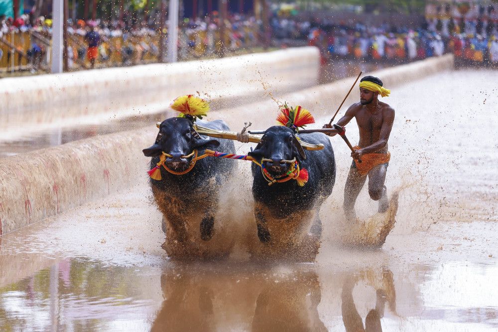 Kambala Buffalo Race