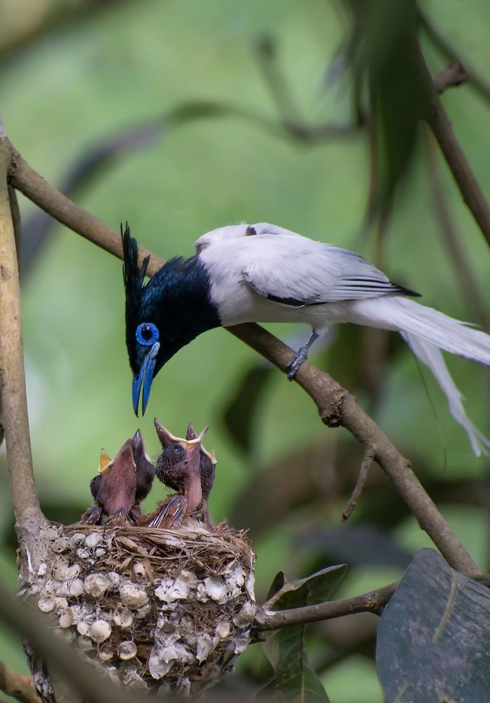 Indian Paradise Flycatcher.