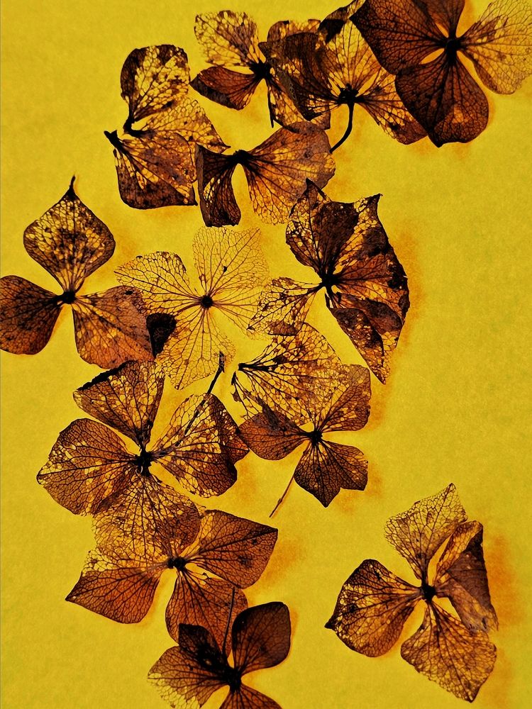 Photograph by Александра Шилова