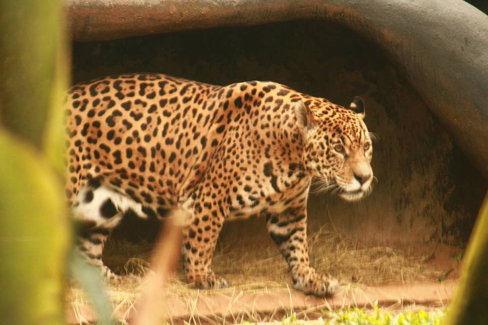 Photograph by Adrielly Mendes Abade