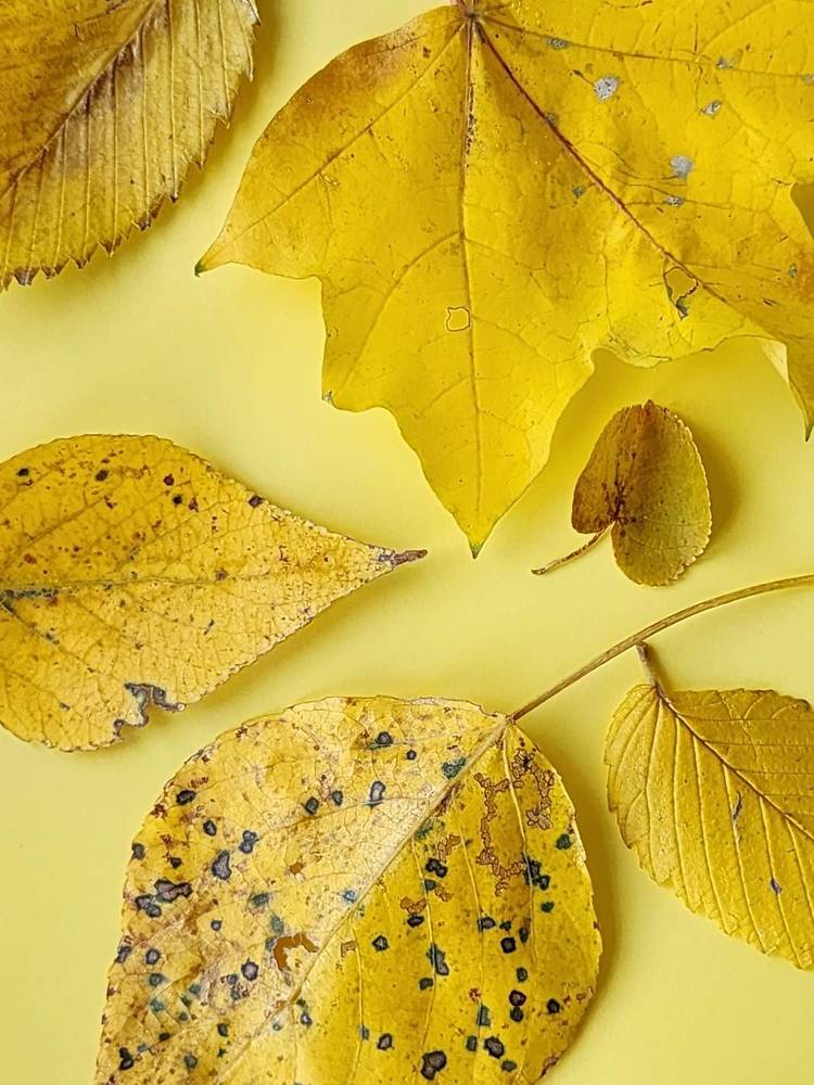 Photograph by Ольга Воронцова