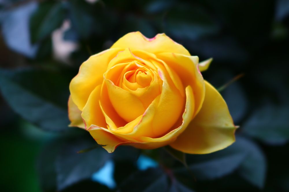 Photograph by Светлана Шуткова