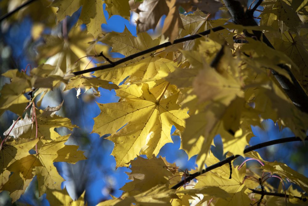 Photograph by Дария Ризниченко