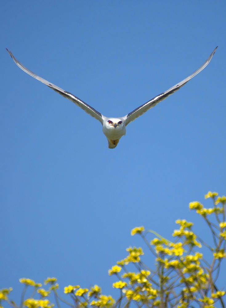 Black- Winged Kite