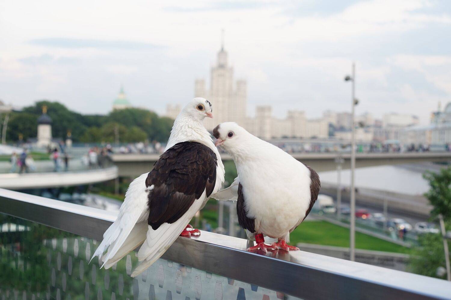 Photo #11115446