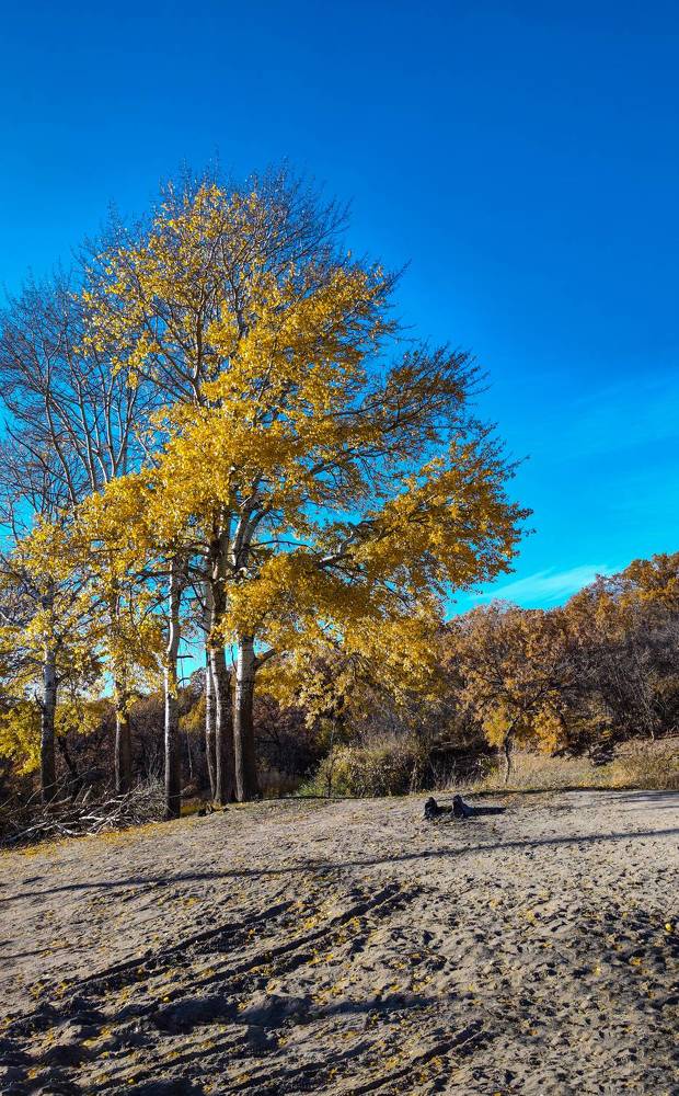 Photograph by Ирина Шибитова