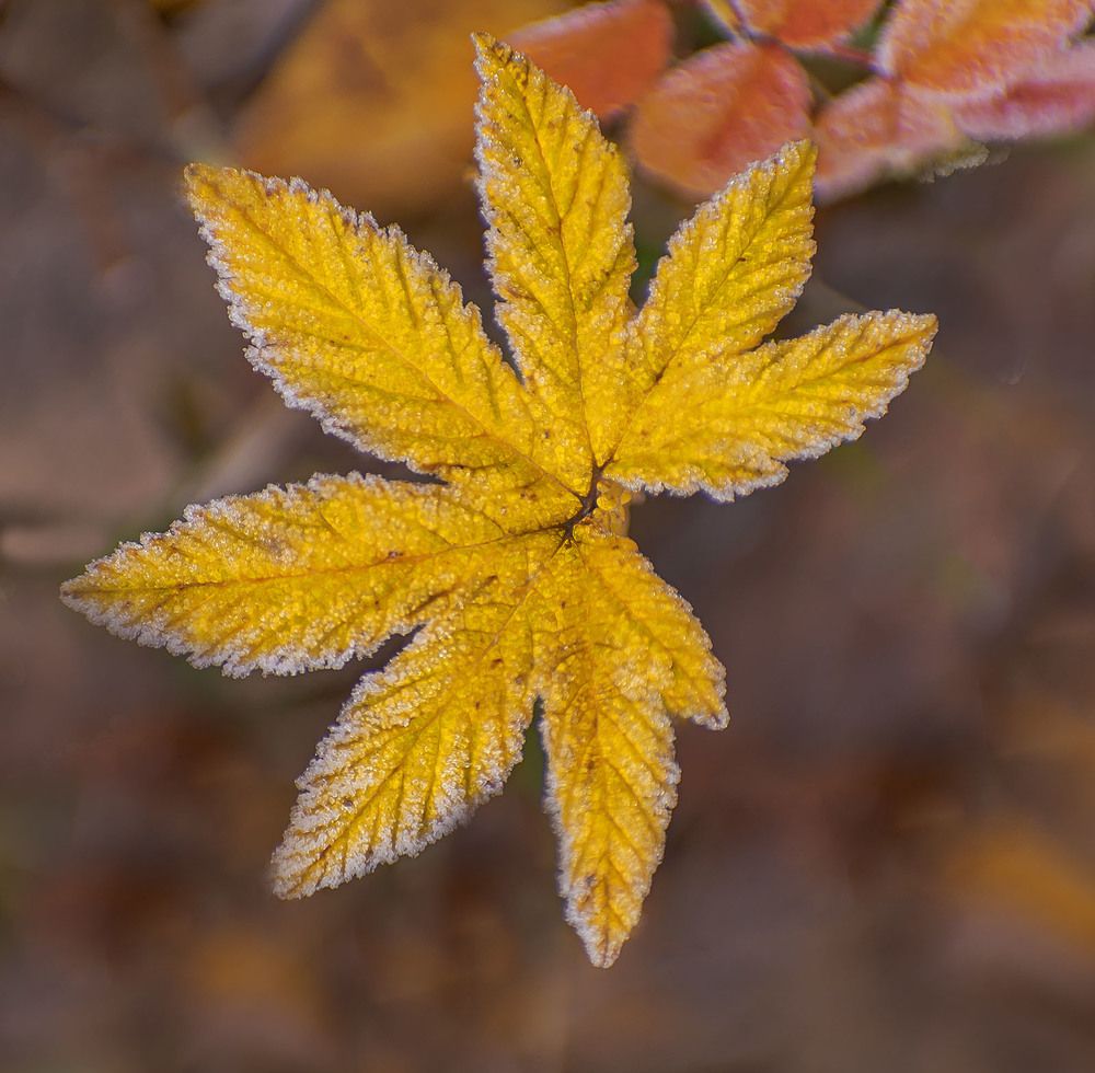 Первое морозное дыхание