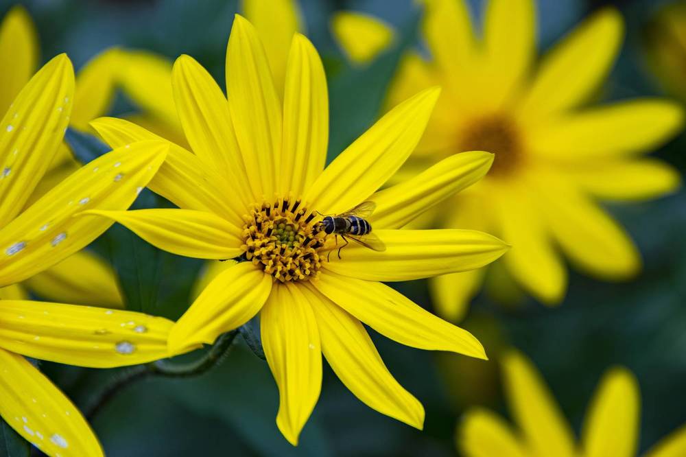 Photograph by Дария Ризниченко