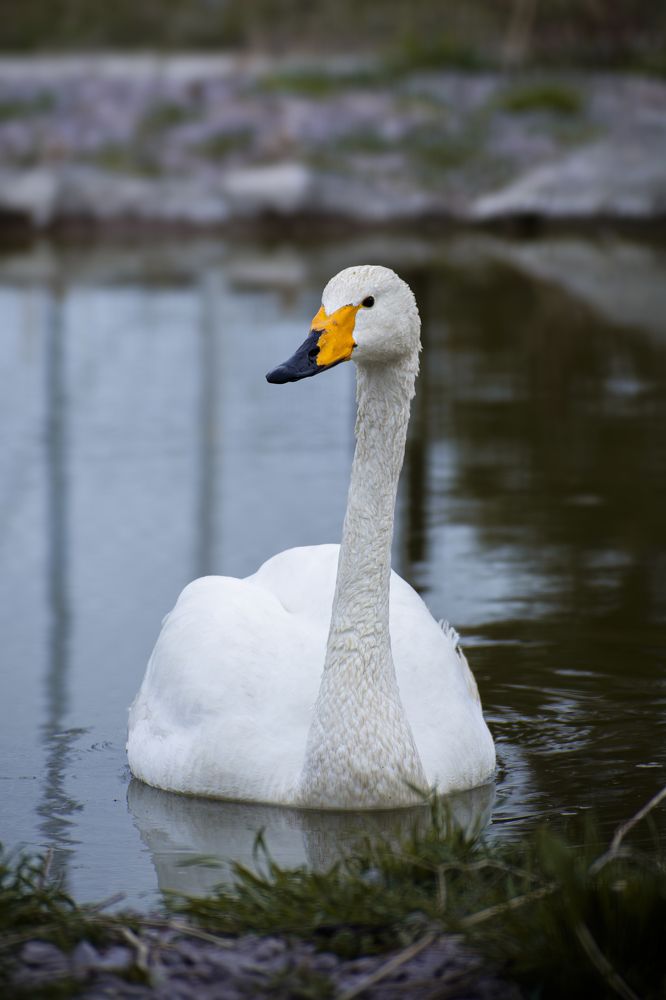 Photograph by Amin Naderloei