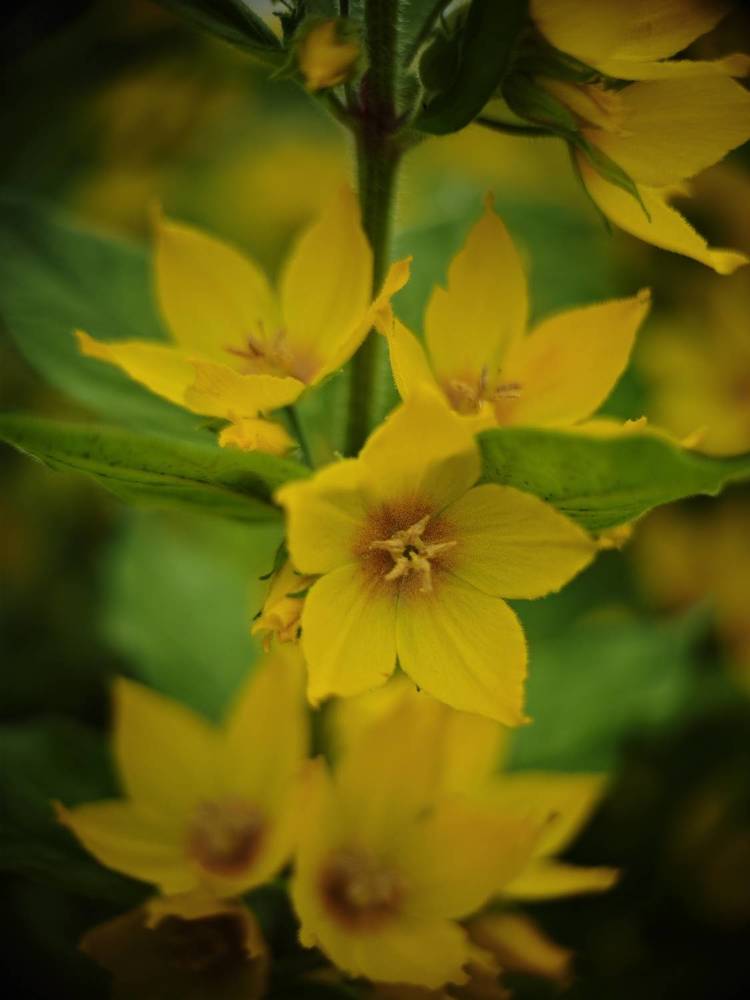 Photograph by Александра Шилова