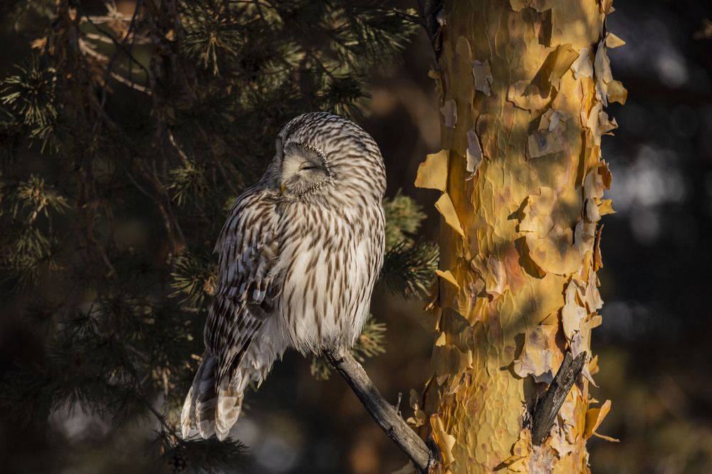 Photograph by Елена Перминова