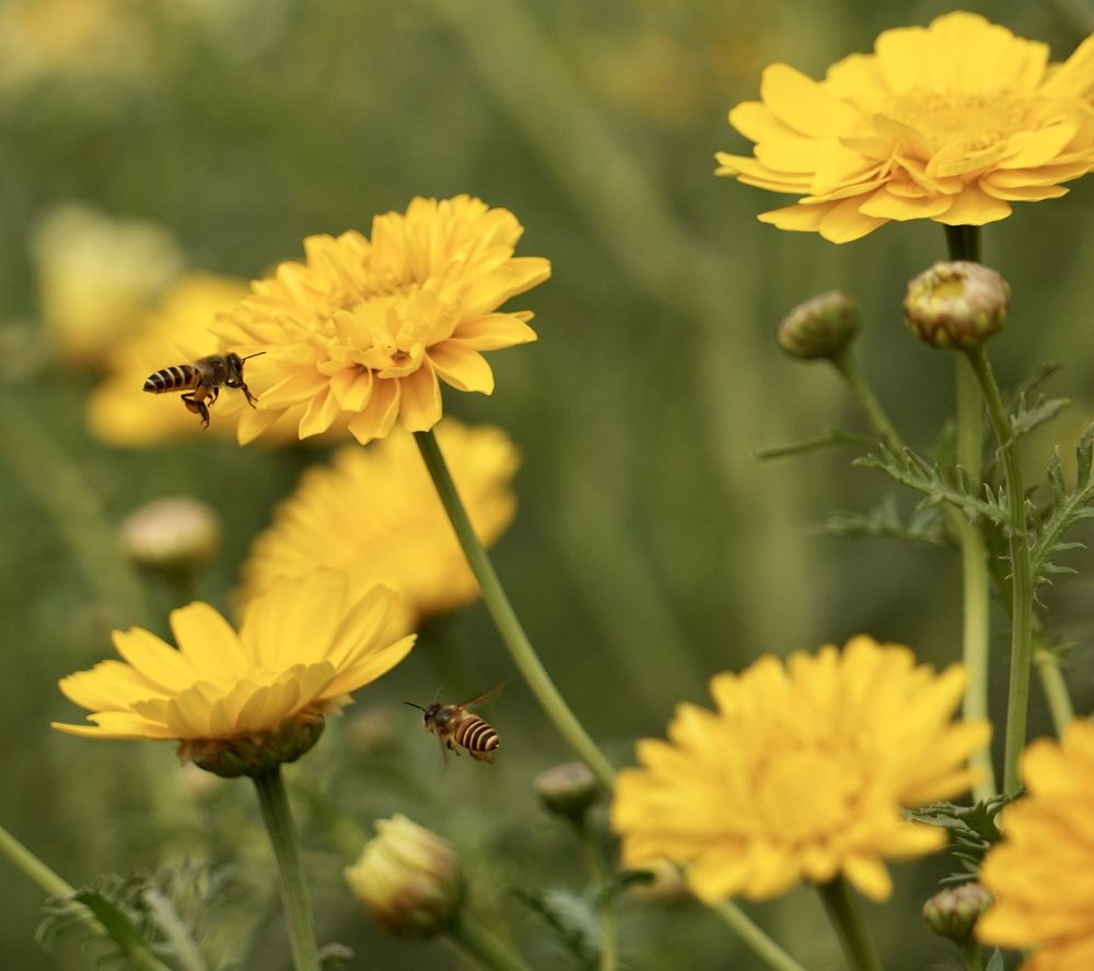 Фотография автора Washiful Majid