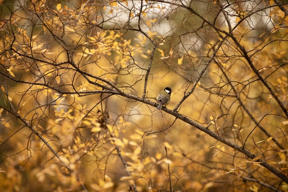 Photograph by Анастасия Тетерина