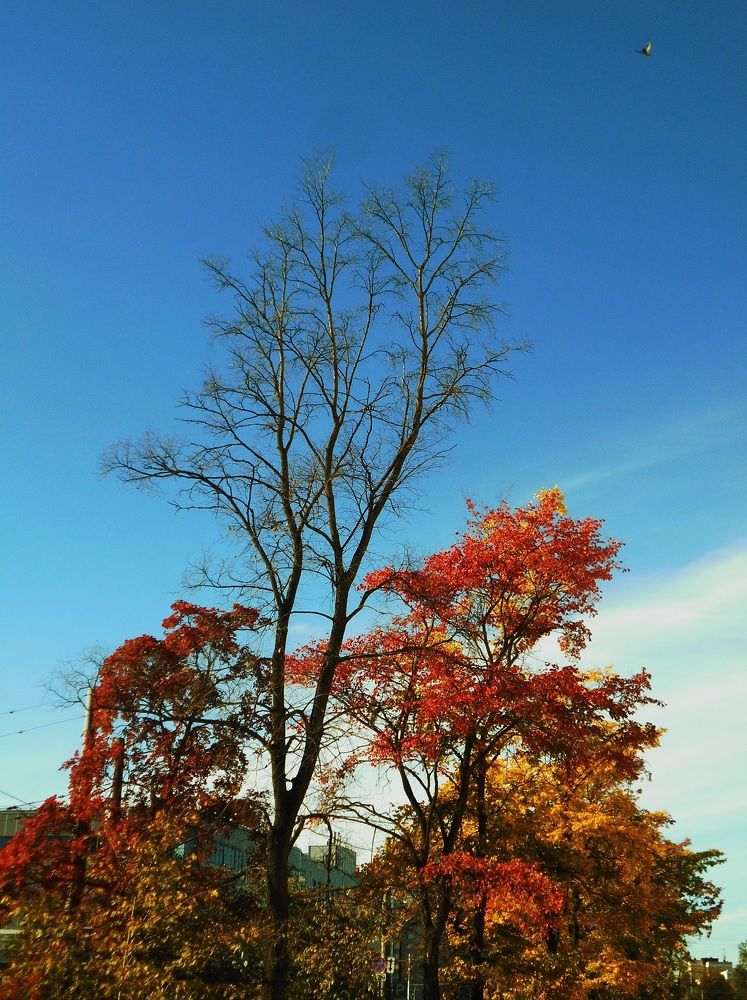 Photo #11115649