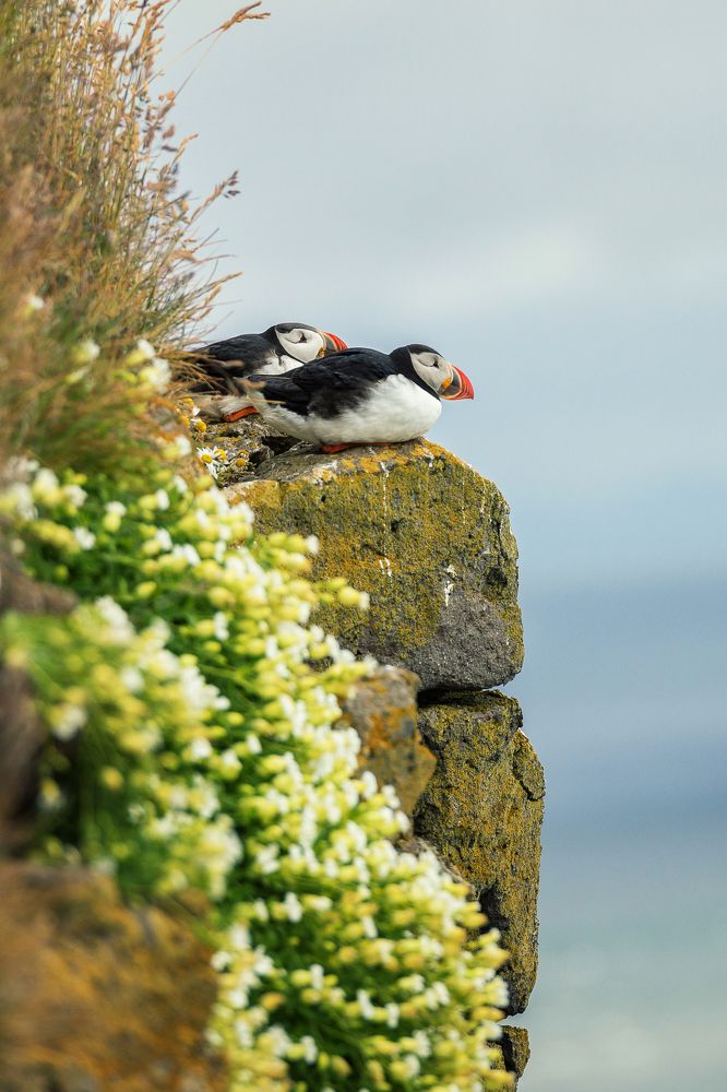 Тупики (паффины)