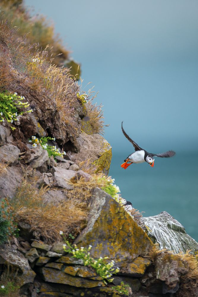 Тупик (паффин)