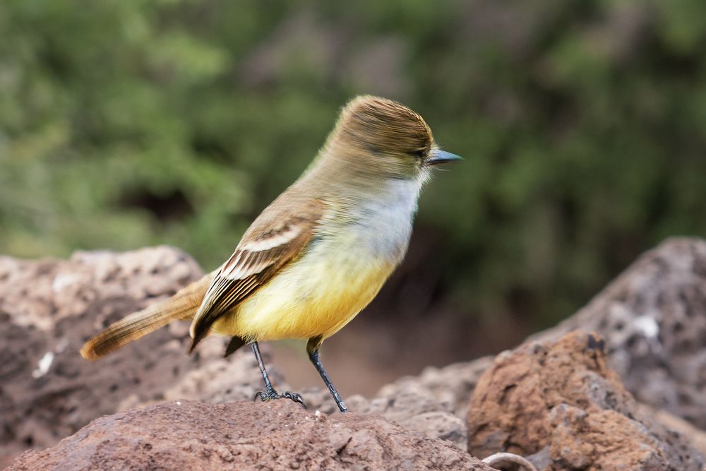 Встрепенулся