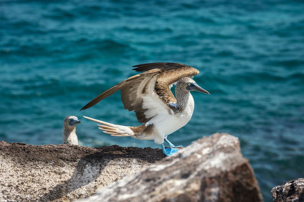 Любимый приземлился