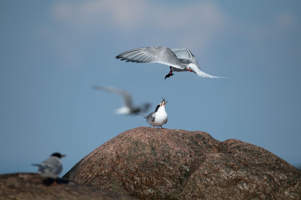 Очень голодный.
