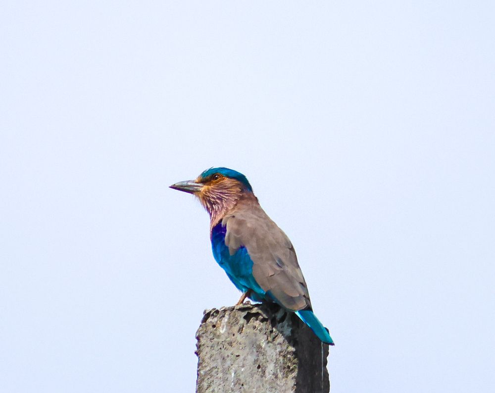 Photograph by Praveen kumar Sampath