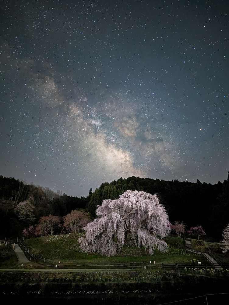300 year old trees and starlight.