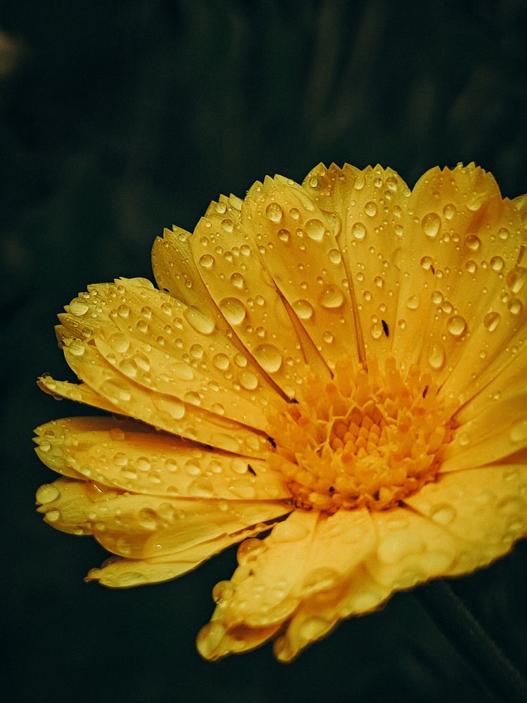 Photograph by Светлана Фоменко