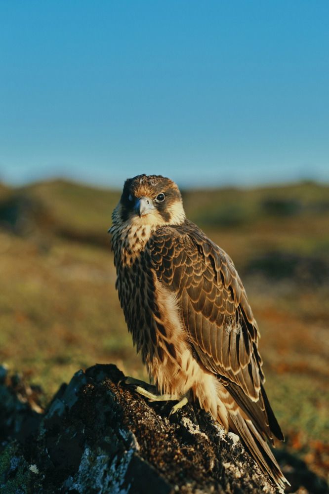 Photograph by Северная Алиса