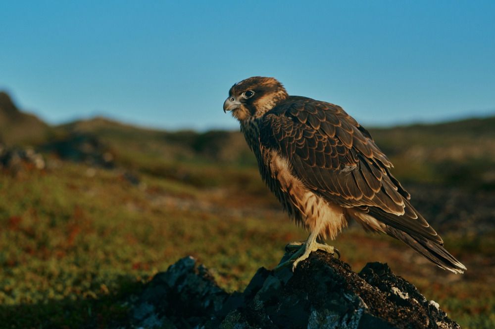 Photograph by Северная Алиса