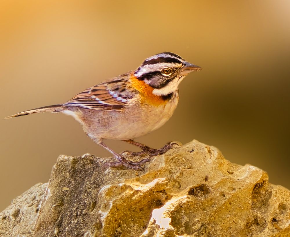 Photograph by Antonio Singh