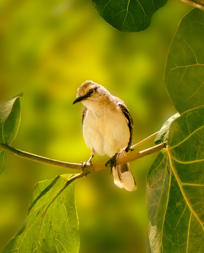 Photograph by Antonio Singh