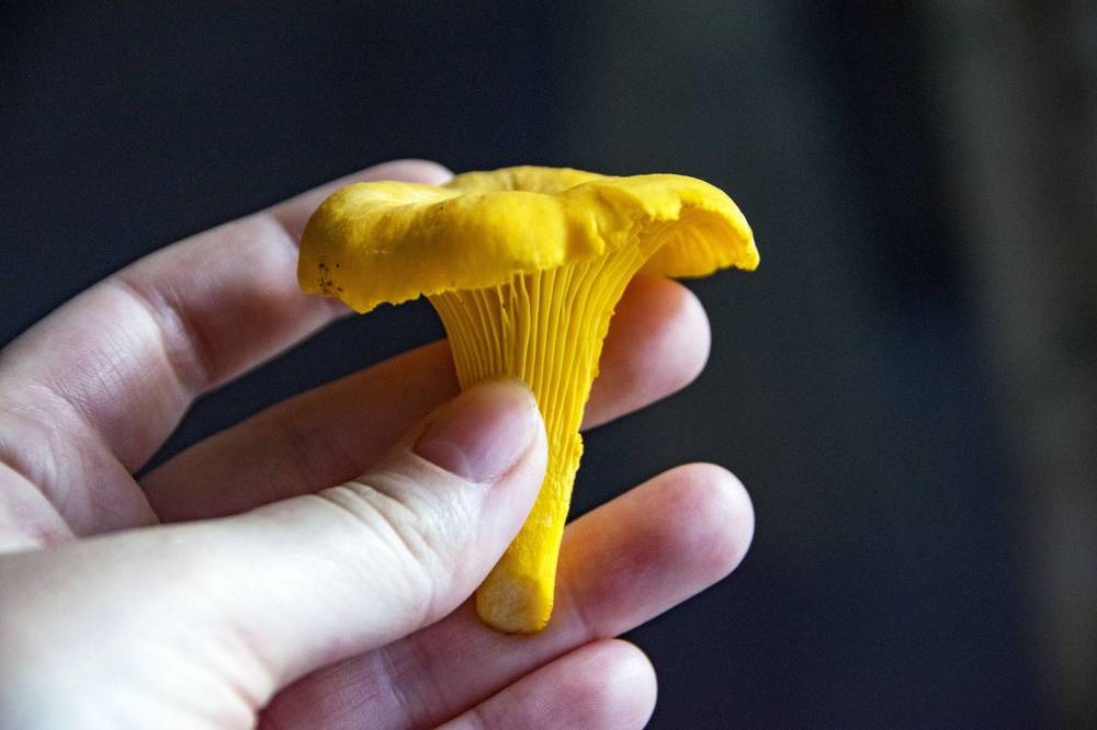 Photograph by Дария Ризниченко