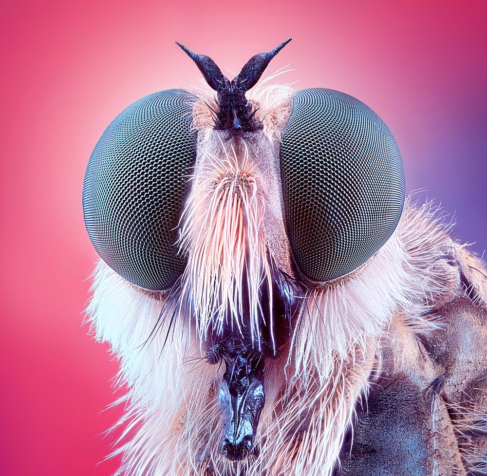 Photograph by Pedro Luis Ajuriaguerra Saiz