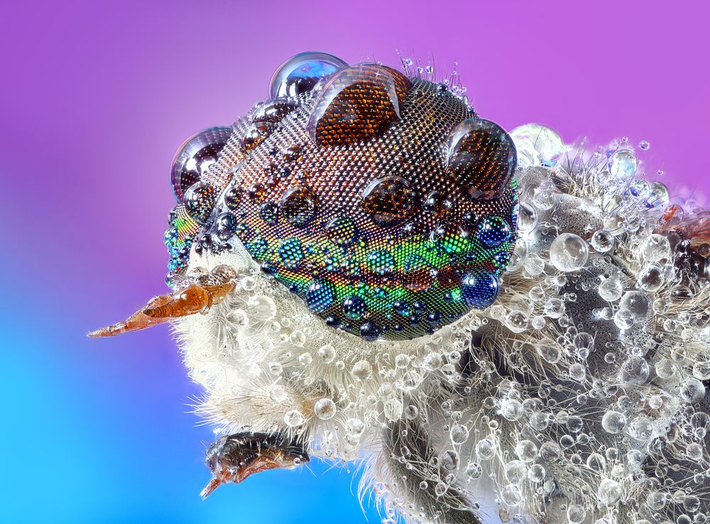 Photograph by Pedro Luis Ajuriaguerra Saiz