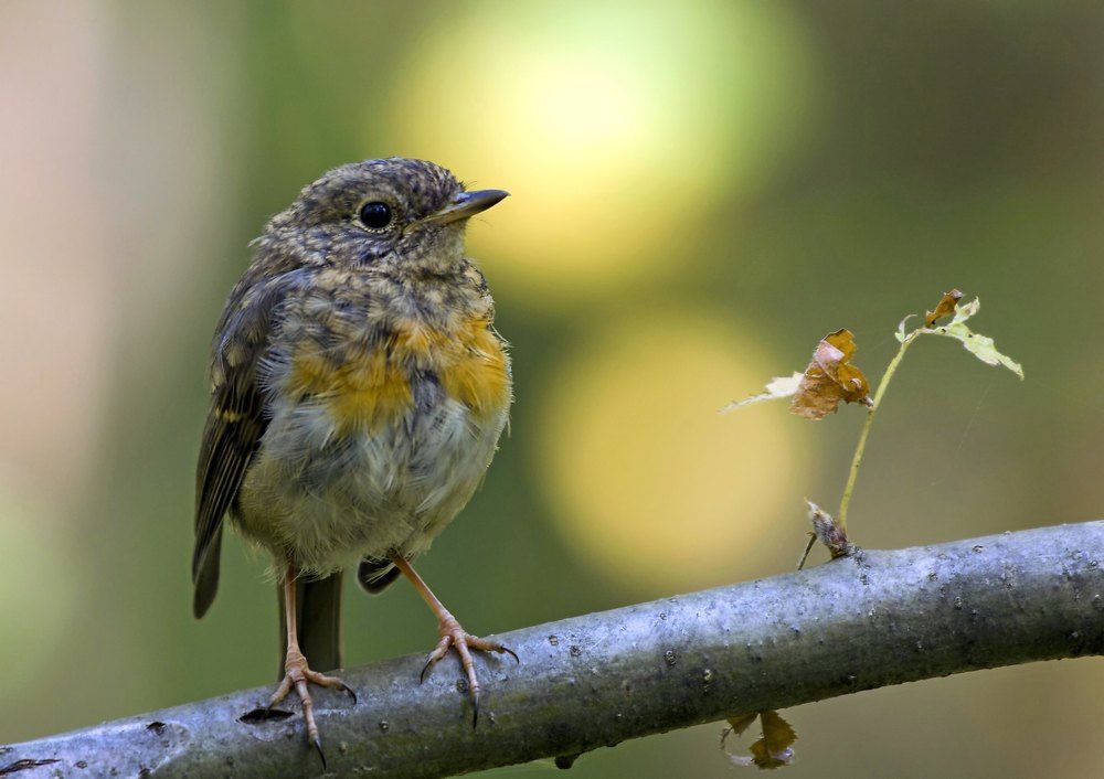 Фотография автора Садыков